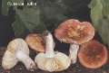 Russula rutila-amf1733-jpg